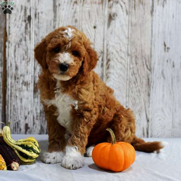 Enrico, Mini Goldendoodle Puppy